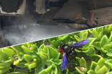 Ruß und Feinstaub sind wertvolle Rohstoffe für Insekten: (April, April!) Deutsche Hummelhilfe will gegen Diesel-Fahrverbote klagen