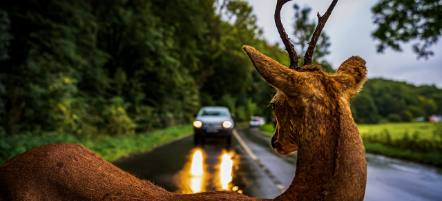 Wie man bei Wildunfällen richtig reagiert: Zeitumstellung im Oktober: Gefahr von Wildunfällen steigt