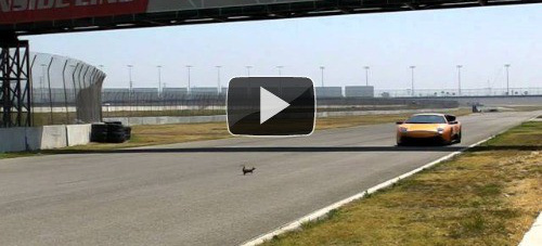 VIDEO: Eichhörnchen vs. Stier: Tier muss auch mal Glück haben.