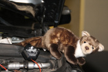 Marderschutz, Schluss mit zerbissenen Leitungen im Motorraum: Marderschreck macht schützt Fahrzeug und Tiere